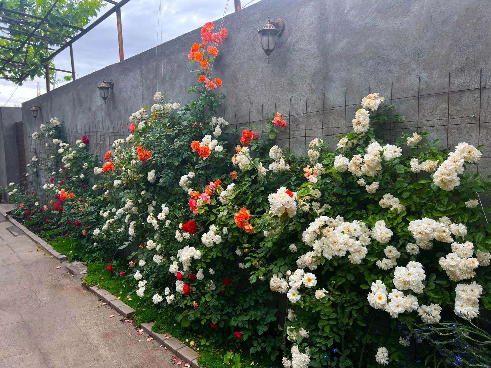 Hillside Guest House 耶烈万 外观 照片